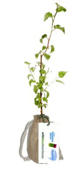 Picture of TREE SAPLINGS