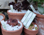 Picture of Walletmate Plant Markers