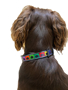 Picture of Dog Collar